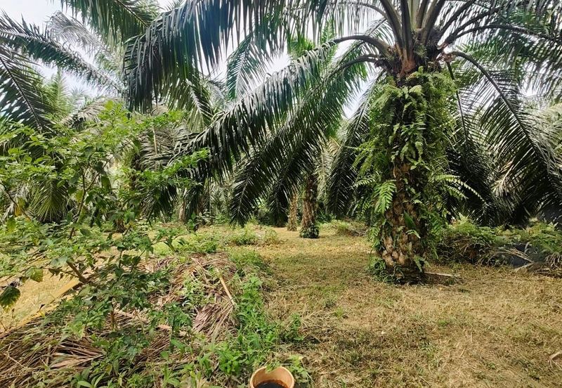 Padang Rengas Kuala Kangsar Freehold Palm Oil Land With Ready Income 