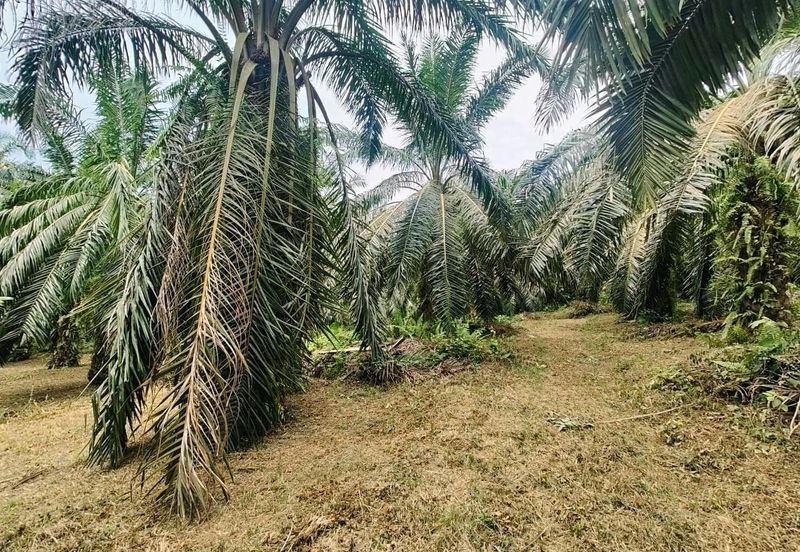 Padang Rengas Kuala Kangsar Freehold Palm Oil Land With Ready Income 