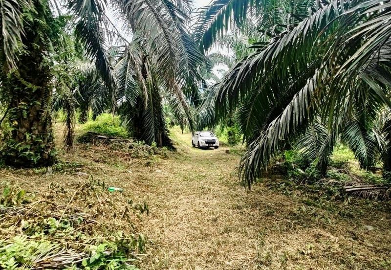 Padang Rengas Kuala Kangsar Freehold Palm Oil Land With Ready Income 
