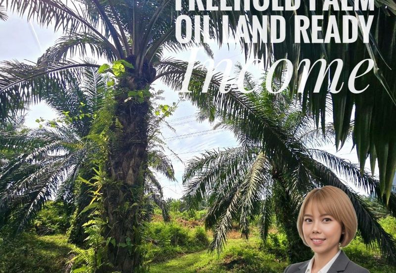 Padang Rengas Kuala Kangsar Freehold Palm Oil Land With Ready Income 