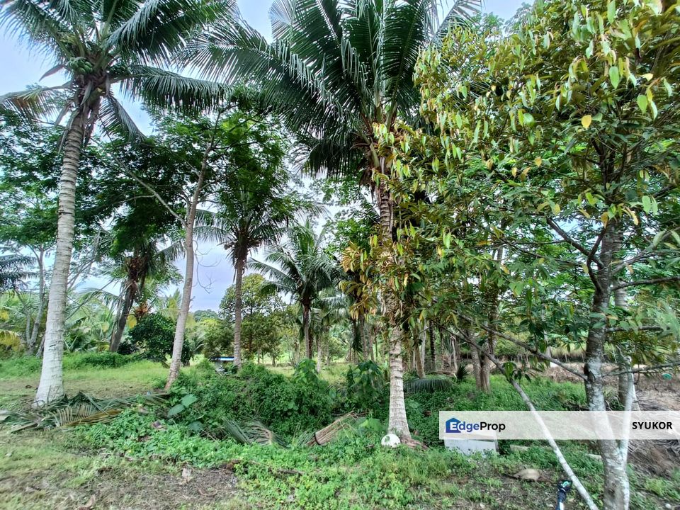 kebun buah-buahan di malaysia