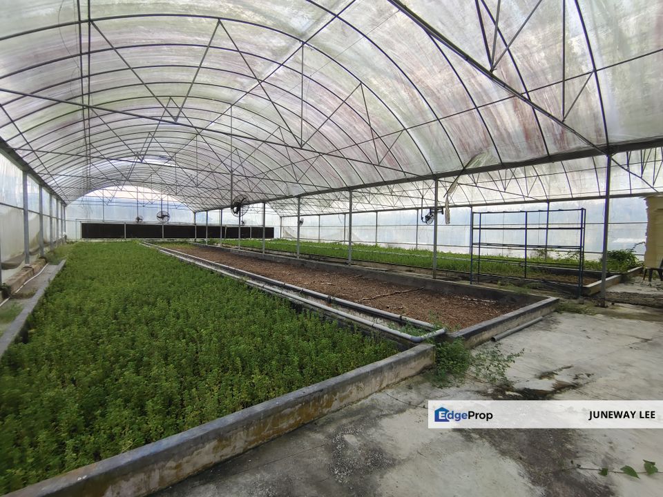 Jalan Broga, Semenyih,  Land with Ready Plantation Green House x 6 units for RENT , Selangor, Semenyih