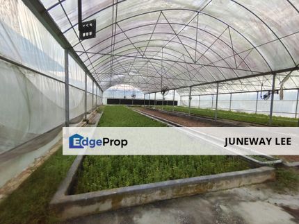 Broga Land with Ready Plantation Green House x 6 units for RENT , Selangor, Semenyih
