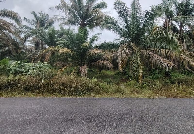 Kampung Melayu Raya Pekan Nenas Pontian tanah seluas 4.445 ekar