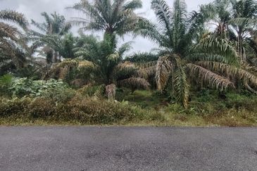 Kampung Melayu Raya Pekan Nenas Pontian tanah seluas 4.445 ekar