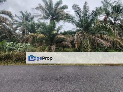 Kampung Melayu Raya Pekan Nenas Pontian tanah seluas 4.445 ekar, Johor, Pontian