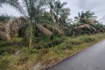 Kampung Melayu Raya Pekan Nenas Pontian tanah seluas 4.445 ekar