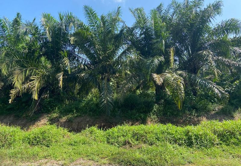 Kampung Parit Simpan Senggarangng Tanah Seluas 4.5 Ekar