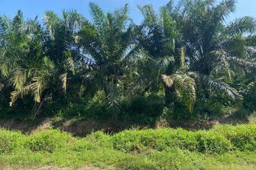 Kampung Parit Simpan Senggarangng Tanah Seluas 4.5 Ekar