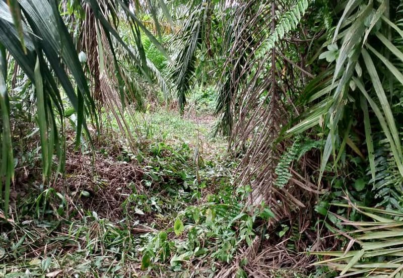 Kampung Parit Simpan Senggarangng Tanah Seluas 4.5 Ekar