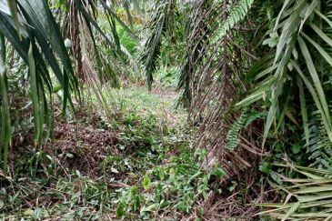 Kampung Parit Simpan Senggarangng Tanah Seluas 4.5 Ekar