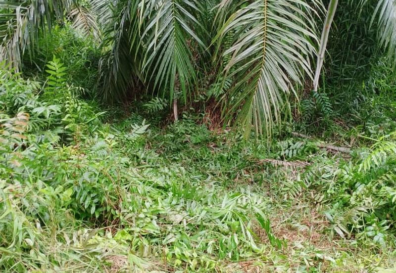 Kampung Parit Simpan Senggarangng Tanah Seluas 4.5 Ekar