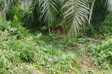 Kampung Parit Simpan Senggarangng Tanah Seluas 4.5 Ekar