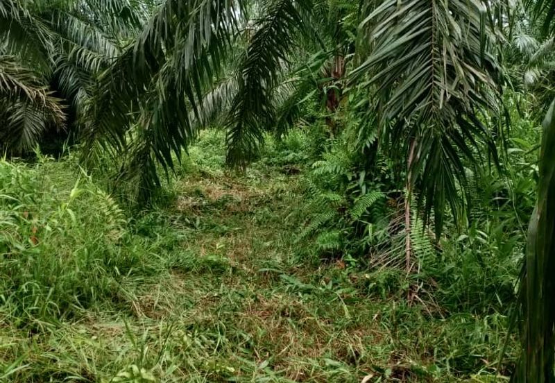 Kampung Parit Simpan Senggarangng Tanah Seluas 4.5 Ekar