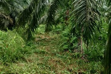 Kampung Parit Simpan Senggarangng Tanah Seluas 4.5 Ekar