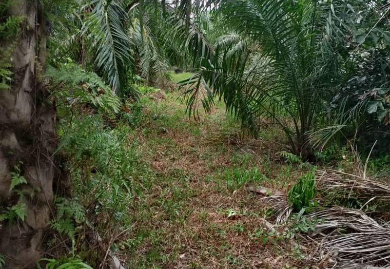 Kampung Parit Simpan Senggarangng Tanah Seluas 4.5 Ekar