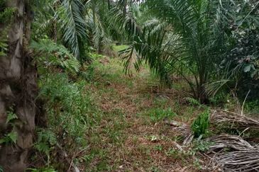 Kampung Parit Simpan Senggarangng Tanah Seluas 4.5 Ekar