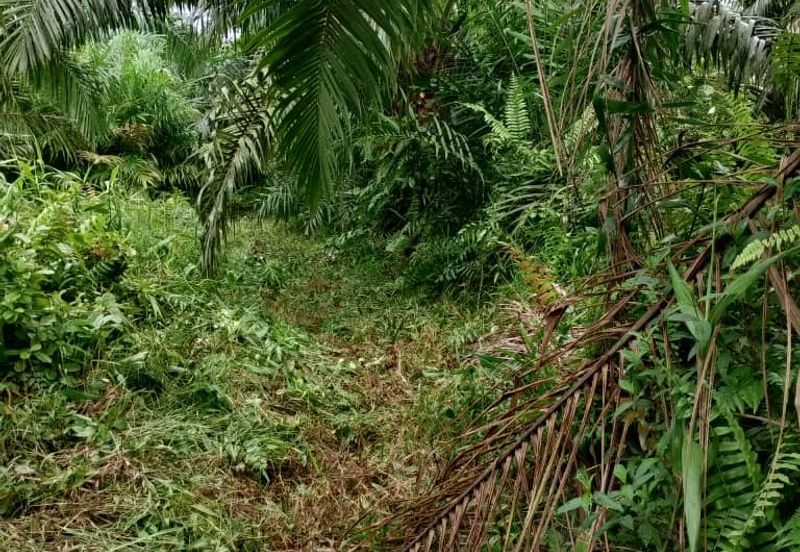 Kampung Parit Simpan Senggarangng Tanah Seluas 4.5 Ekar