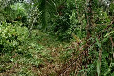 Kampung Parit Simpan Senggarangng Tanah Seluas 4.5 Ekar