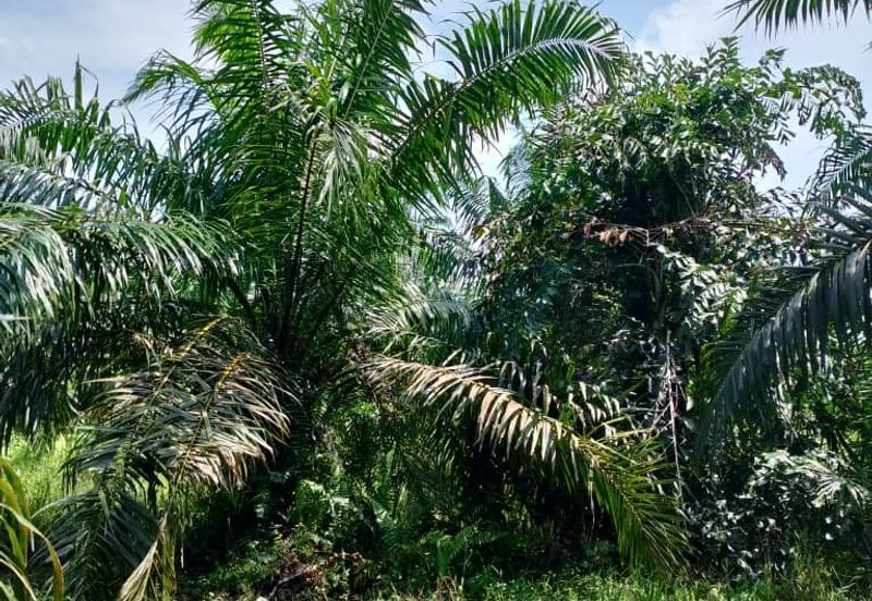 Kampung Parit Simpan Senggarangng Tanah Seluas 4.5 Ekar