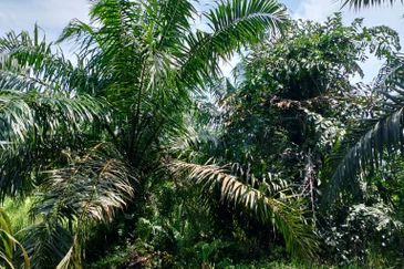 Kampung Parit Simpan Senggarangng Tanah Seluas 4.5 Ekar