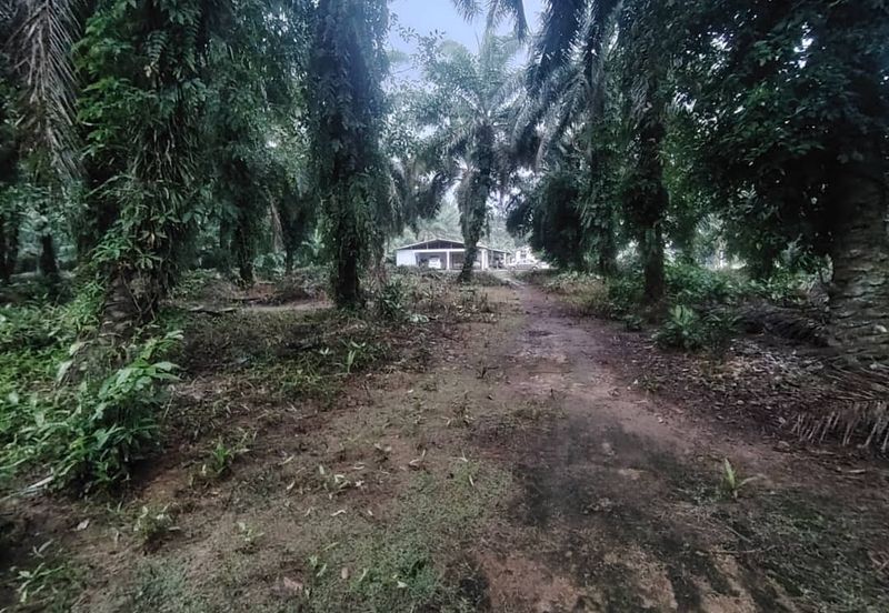 Kampung Parit Permatang Senggarang Tanah Seluas 1.22 Ekar