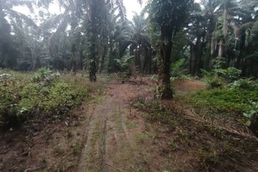 Kampung Parit Permatang Senggarang Tanah Seluas 1.22 Ekar