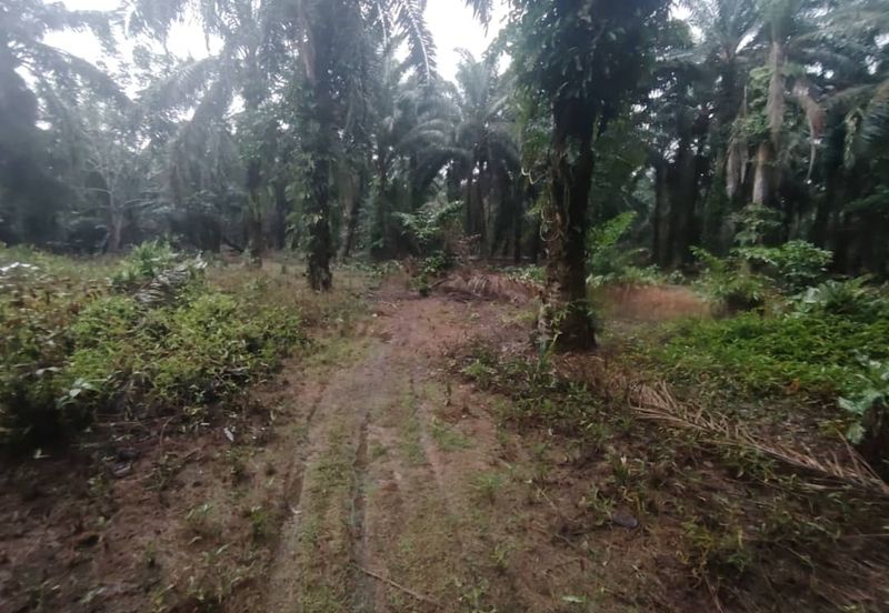 Kampung Parit Permatang Senggarang Tanah Seluas 1.22 Ekar