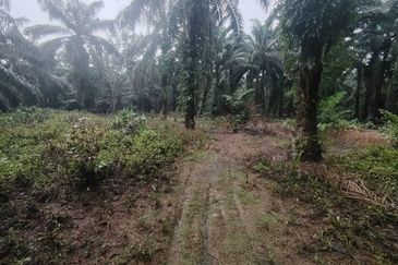 Kampung Parit Permatang Senggarang Tanah Seluas 1.22 Ekar