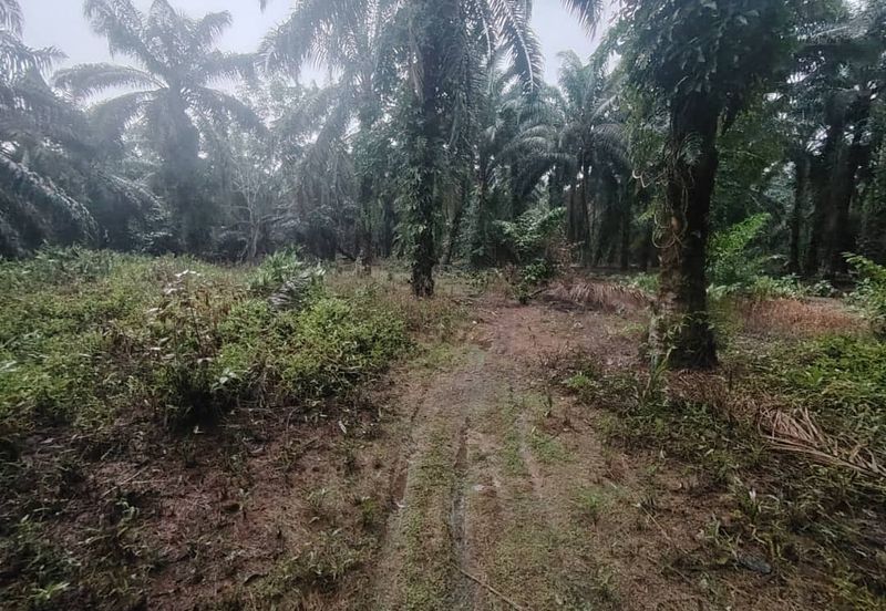 Kampung Parit Permatang Senggarang Tanah Seluas 1.22 Ekar