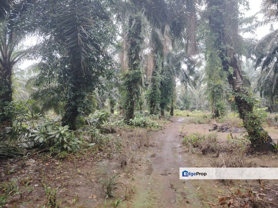 Kampung Parit Permatang Senggarang Tanah Seluas 1.22 Ekar, Johor, Batu Pahat