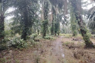 Kampung Parit Permatang Senggarang Tanah Seluas 1.22 Ekar