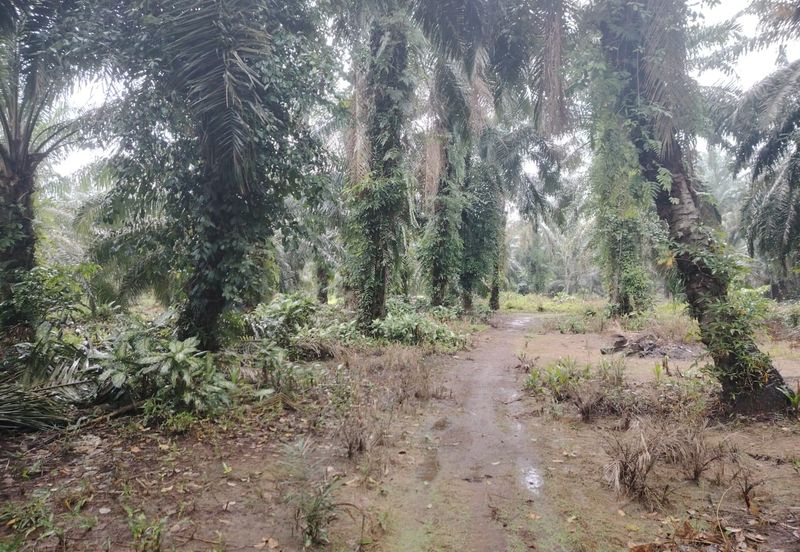 Kampung Parit Permatang Senggarang Tanah Seluas 1.22 Ekar