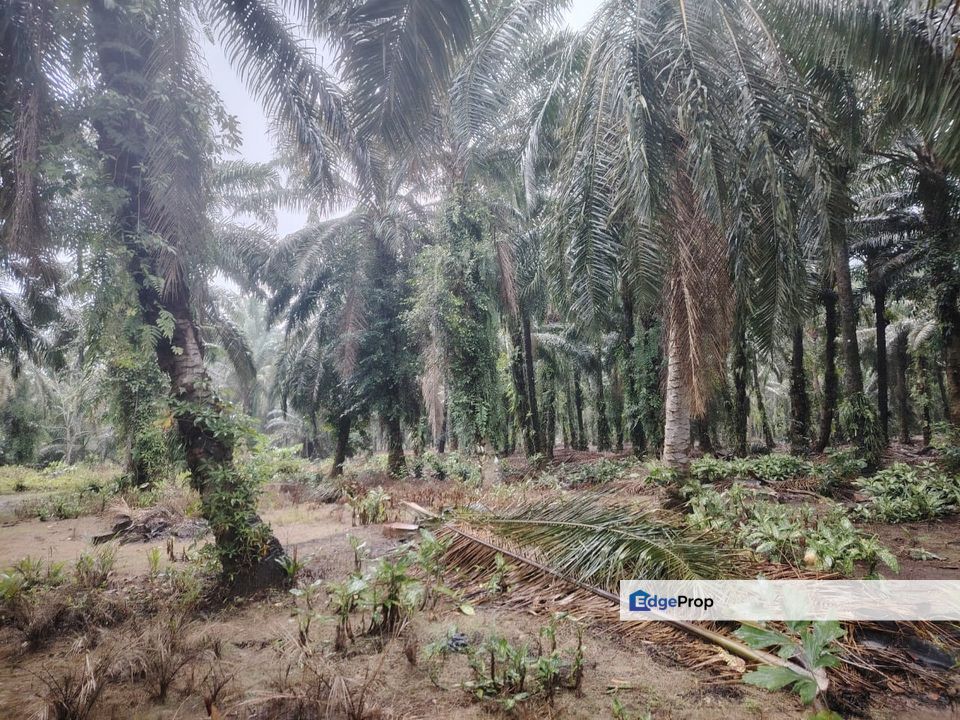 Kampung Parit Permatang Senggarang Tanah Seluas 1.22 Ekar, Johor, Batu Pahat