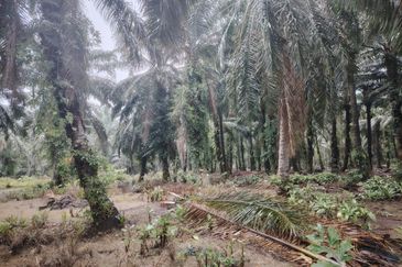 Kampung Parit Permatang Senggarang Tanah Seluas 1.22 Ekar