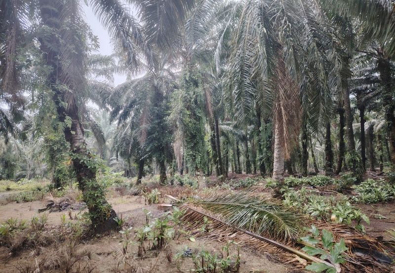 Kampung Parit Permatang Senggarang Tanah Seluas 1.22 Ekar