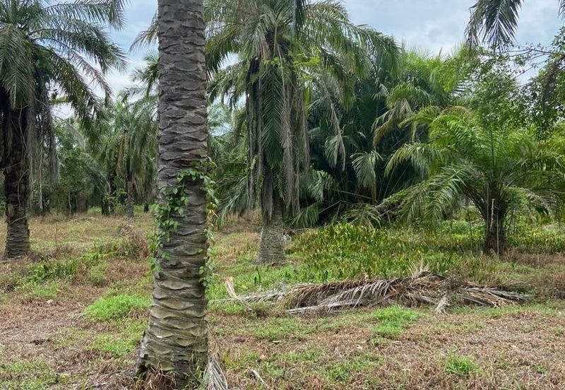 Kampung Linau Kecil Batu Pahat Tanah seluas 6.4 Ekar ( Freeehold dan Non Bumi)