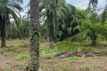 Kampung Linau Kecil Batu Pahat Tanah seluas 6.4 Ekar ( Freeehold dan Non Bumi)