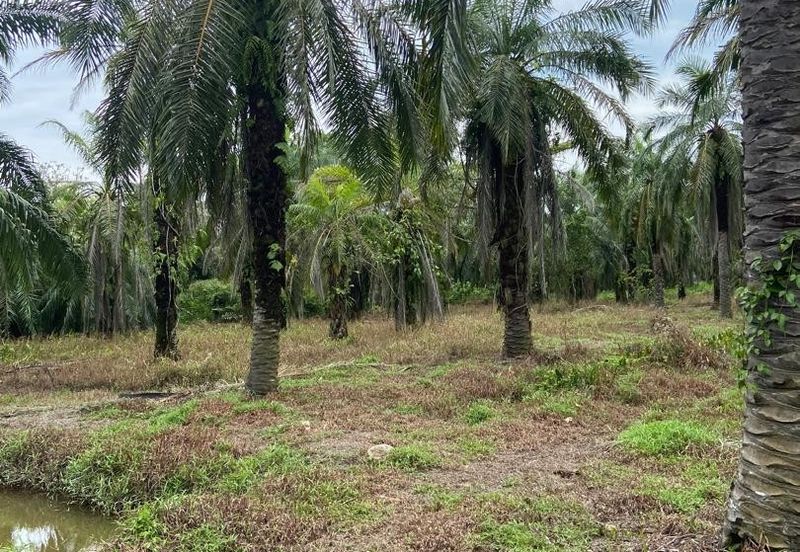 Kampung Linau Kecil Batu Pahat Tanah seluas 6.4 Ekar ( Freeehold dan Non Bumi)