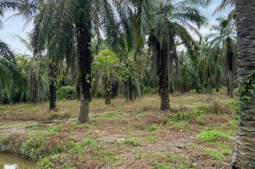 Kampung Linau Kecil Batu Pahat Tanah seluas 6.4 Ekar ( Freeehold dan Non Bumi)