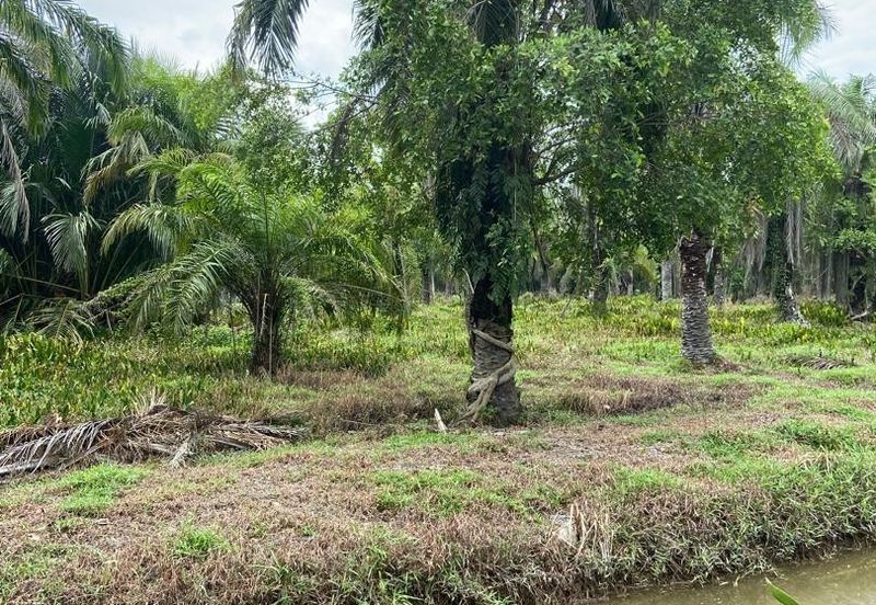 Kampung Linau Kecil Batu Pahat Tanah seluas 6.4 Ekar ( Freeehold dan Non Bumi)