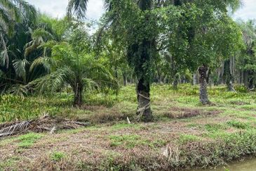 Kampung Linau Kecil Batu Pahat Tanah seluas 6.4 Ekar ( Freeehold dan Non Bumi)