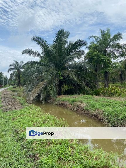 Kampung Linau Kecil Batu Pahat Tanah seluas 6.4 Ekar ( Freeehold dan Non Bumi), Johor, Batu Pahat