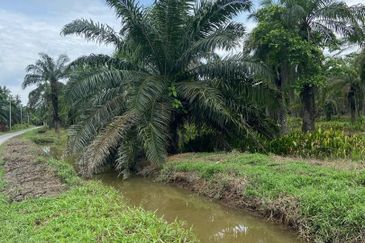 Kampung Linau Kecil Batu Pahat Tanah seluas 6.4 Ekar ( Freeehold dan Non Bumi)