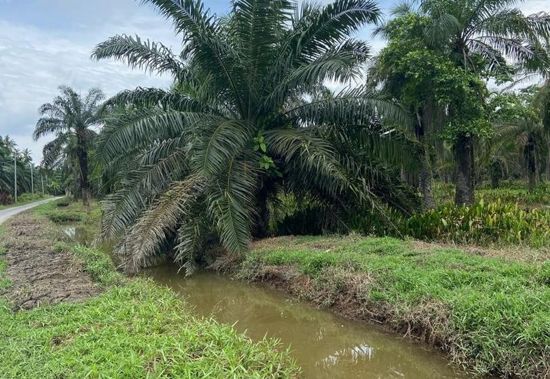 Kampung Linau Kecil Batu Pahat Tanah seluas 6.4 Ekar ( Freeehold dan Non Bumi)