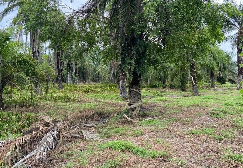 Kampung Linau Kecil Batu Pahat Tanah seluas 6.4 Ekar ( Freeehold dan Non Bumi)