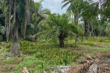 Kampung Linau Kecil Batu Pahat Tanah seluas 6.4 Ekar ( Freeehold dan Non Bumi)