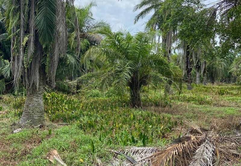 Kampung Linau Kecil Batu Pahat Tanah seluas 6.4 Ekar ( Freeehold dan Non Bumi)