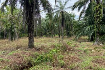 Kampung Linau Kecil Batu Pahat Tanah seluas 6.4 Ekar ( Freeehold dan Non Bumi)