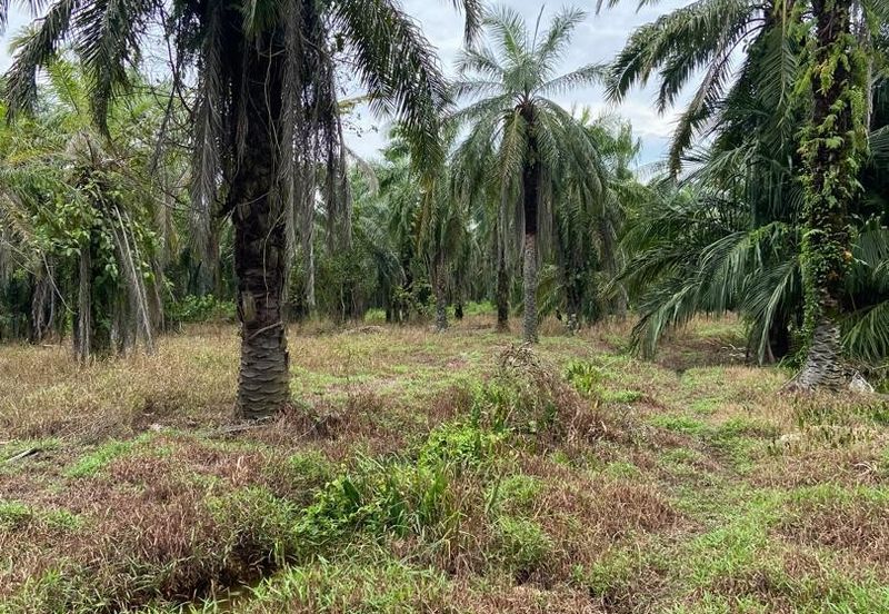 Kampung Linau Kecil Batu Pahat Tanah seluas 6.4 Ekar ( Freeehold dan Non Bumi)